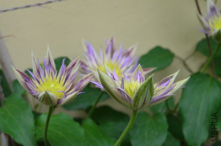 ˮ����Ȫ20130421 004.JPG