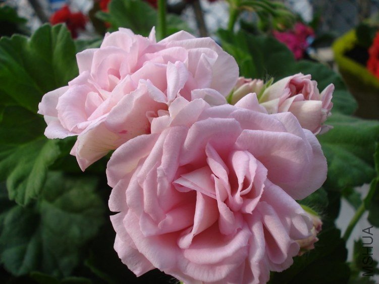 ����İ��󿪻�ģ��