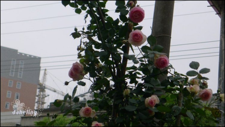 p1080404.jpg