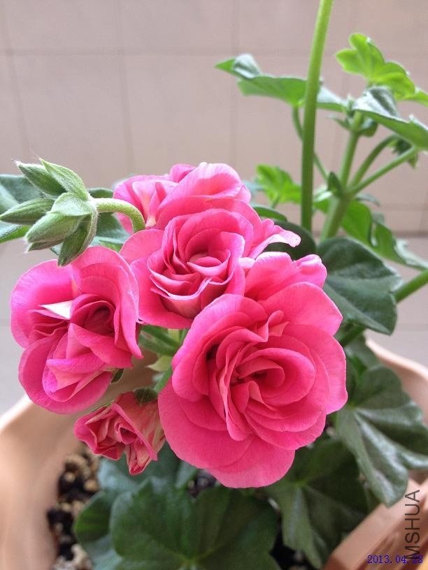 ��Ů�� 2013.04.28��1��.JPG