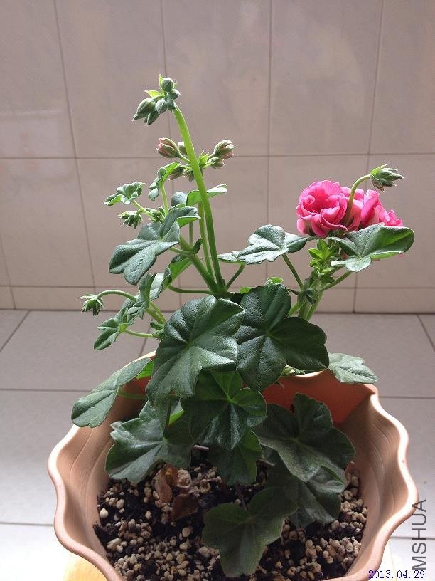 ��Ů�� 2013.04.29��2��.JPG