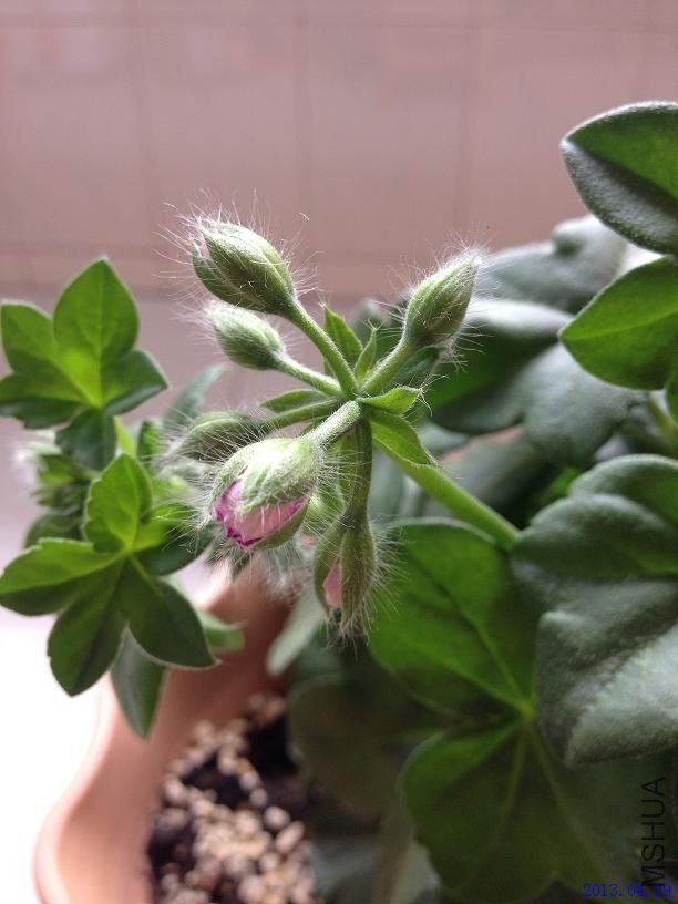 ����õ�� 2013.04.29��1��.JPG