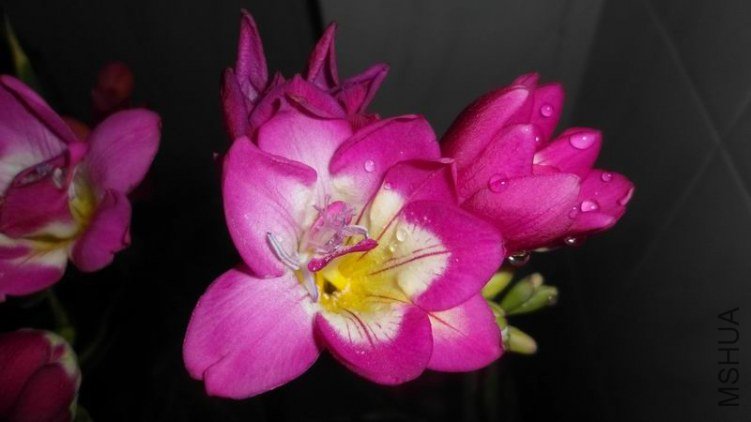 ������С SAM_1040.JPG