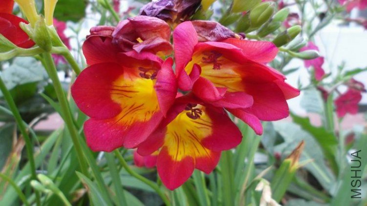 ������С SAM_1095.JPG