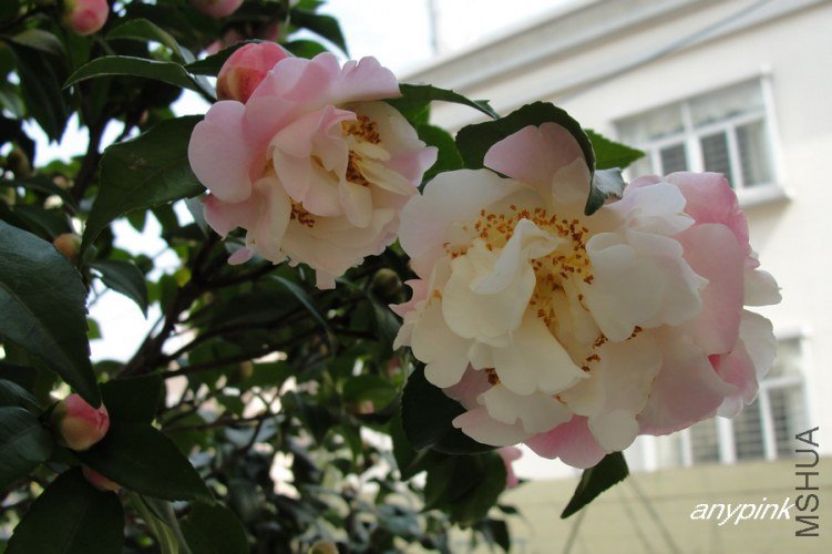 nEO_IMG_DSC09138.jpg