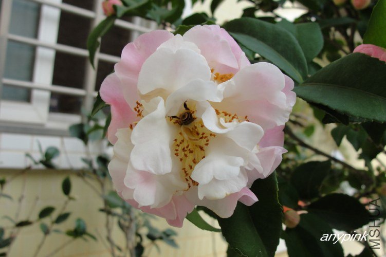 nEO_IMG_DSC09063.jpg