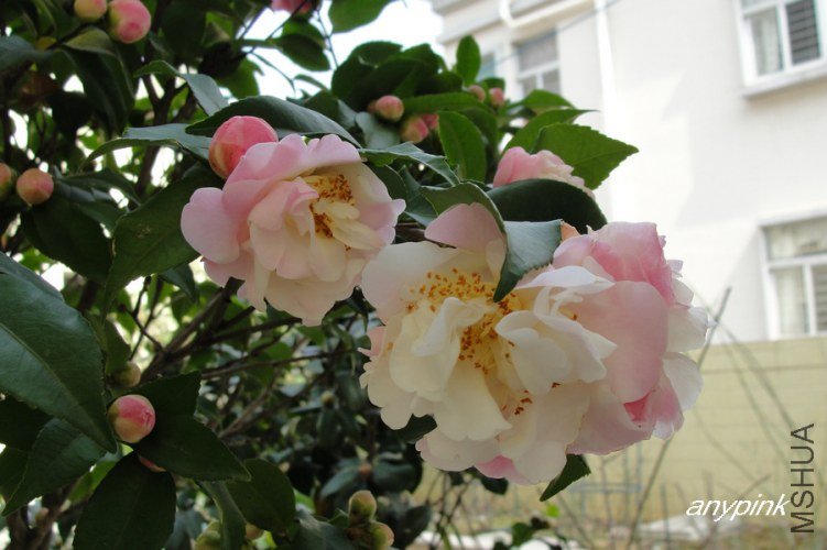 nEO_IMG_DSC09139.jpg