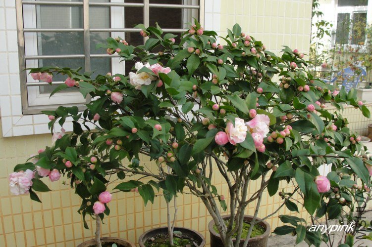 nEO_IMG_DSC09134.jpg
