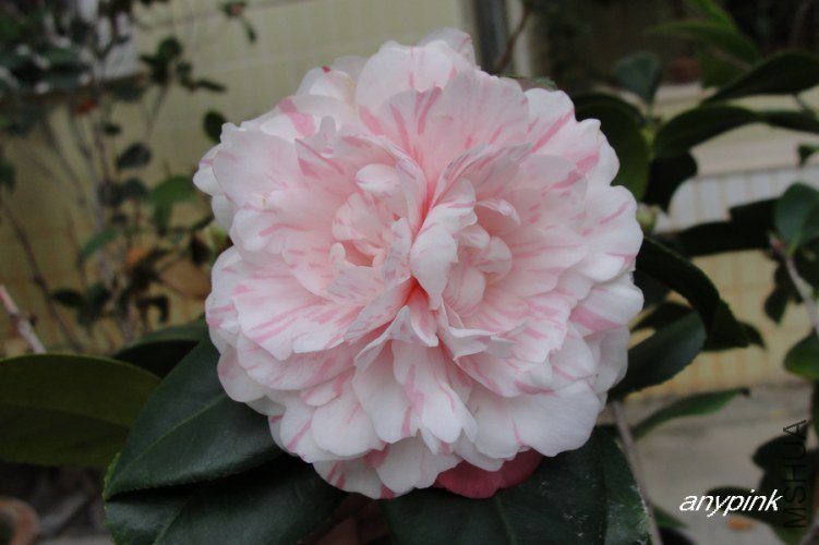 nEO_IMG_DSC09248.jpg