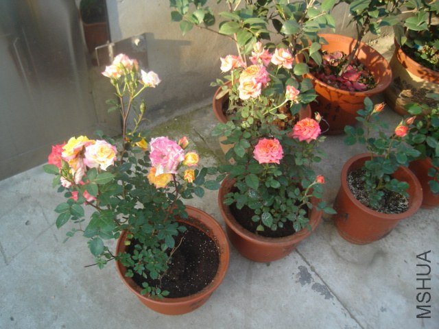 DSC08901.JPG