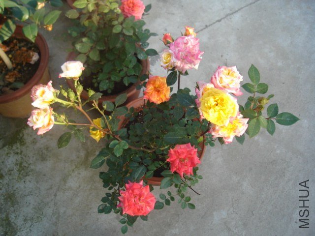 DSC08902.JPG