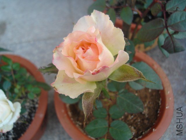 DSC08926.JPG