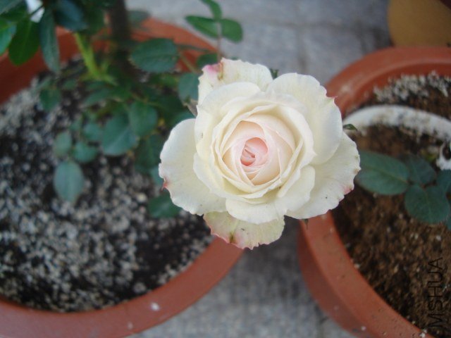DSC08929.JPG
