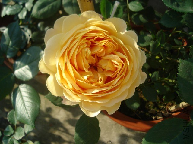 DSC08988.JPG