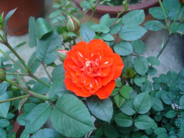 DSC09002.JPG