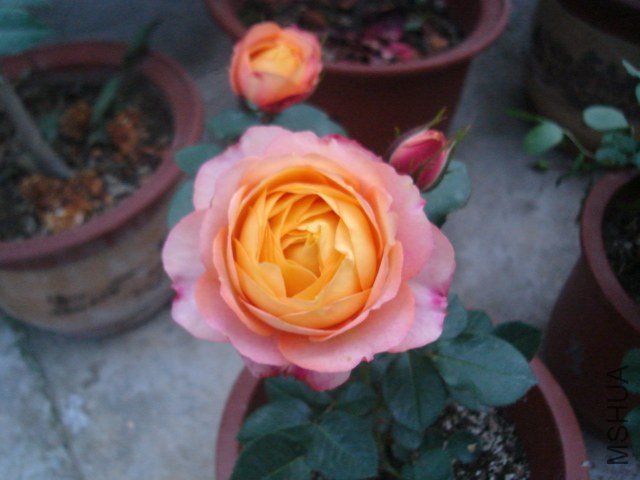 DSC09052.JPG