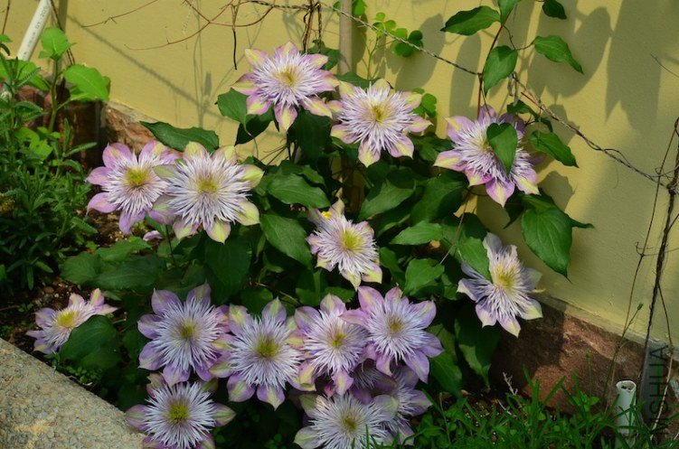 ˮ����Ȫ20130429 001.JPG