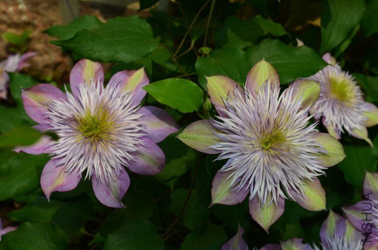 ˮ����Ȫ20130429 002.JPG