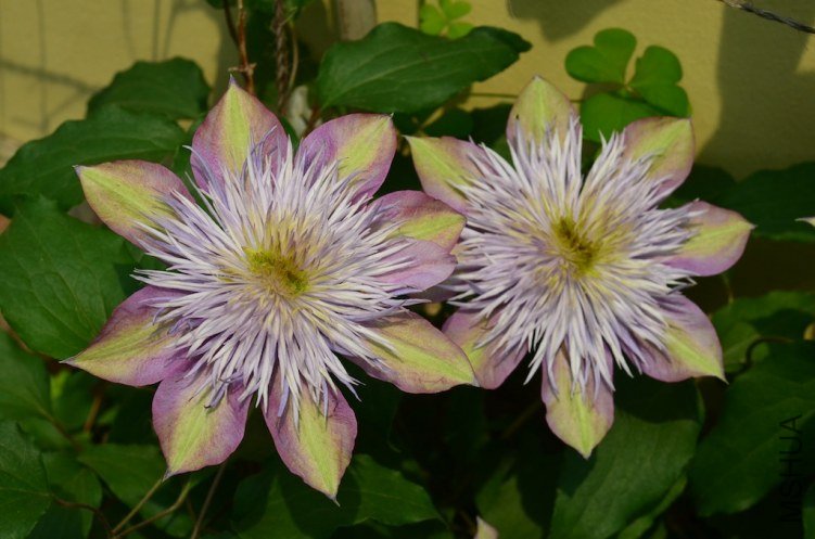 ˮ����Ȫ20130429 003.JPG