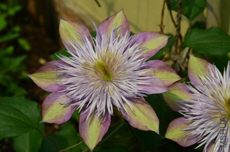 ˮ����Ȫ20130429 004.JPG