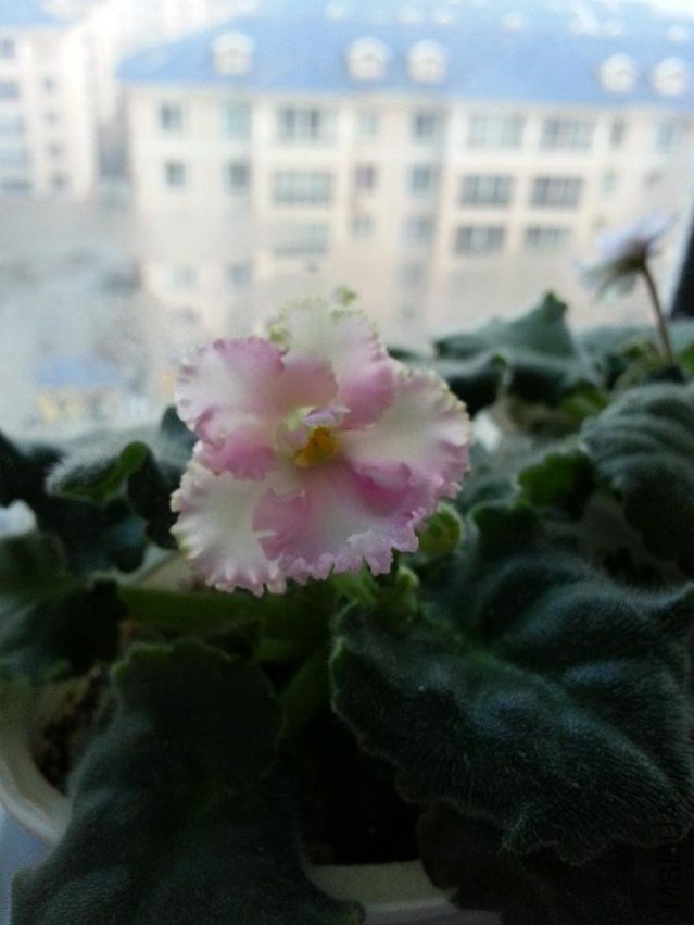 20121110_064713.JPG