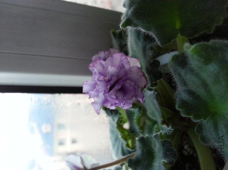 20121110_064735.JPG