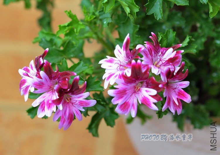 nEO_IMG_DSC_7872.jpg