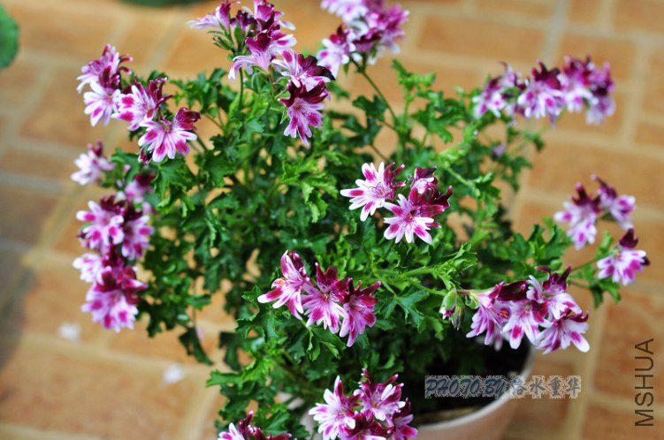 nEO_IMG_DSC_7868.jpg