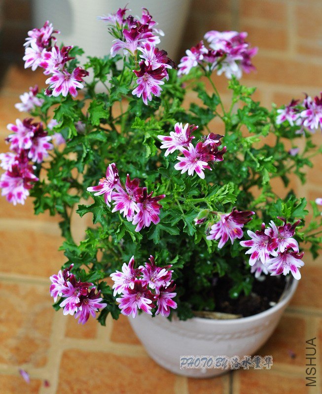 nEO_IMG_DSC_7869.jpg