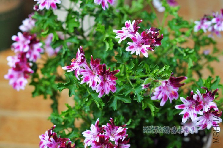 nEO_IMG_DSC_7870.jpg