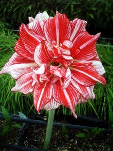 T1bzK2XcpaXXbclw3T_011748.jpg_310x310.jpg