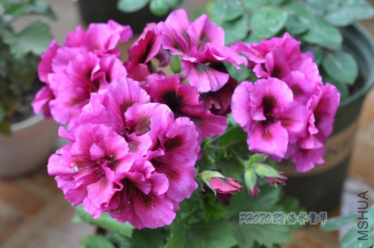 nEO_IMG_DSC_7908.jpg