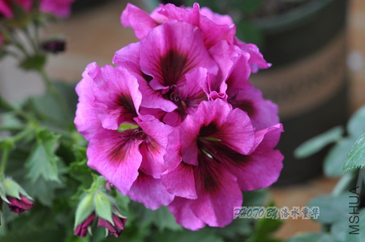 nEO_IMG_DSC_7909.jpg