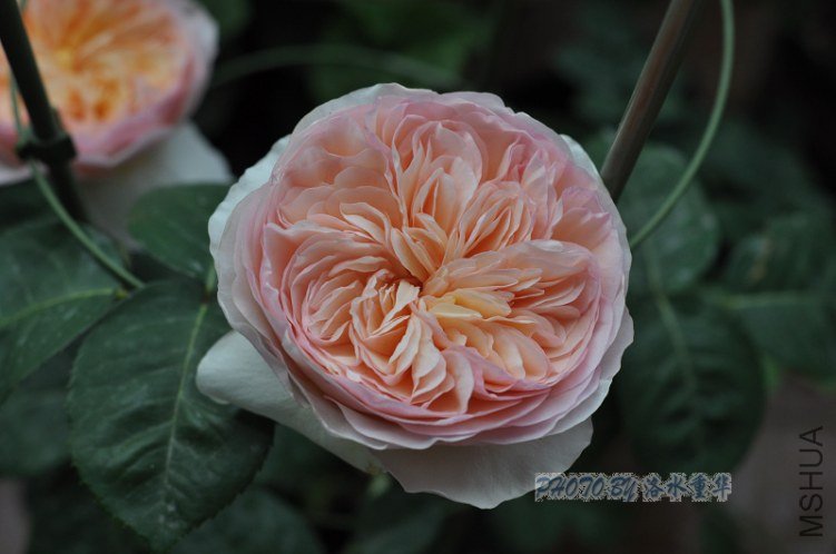 nEO_IMG_DSC_7912.jpg