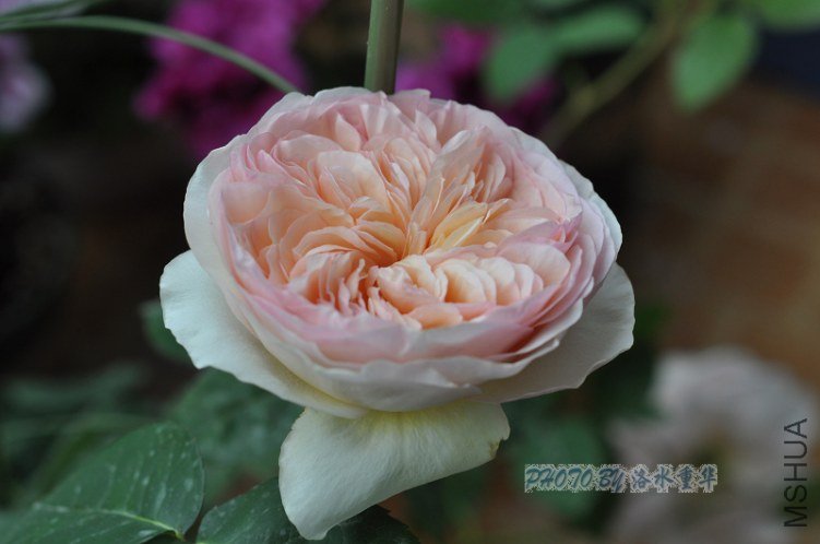 nEO_IMG_DSC_7917.jpg