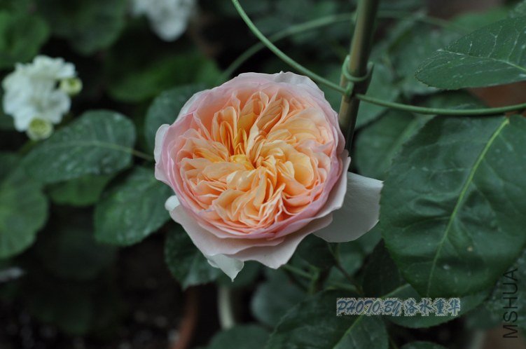 nEO_IMG_DSC_7918.jpg