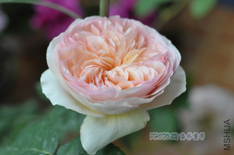 nEO_IMG_DSC_7925.jpg