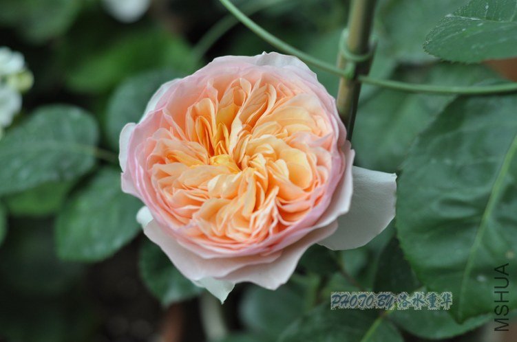 nEO_IMG_DSC_7926.jpg