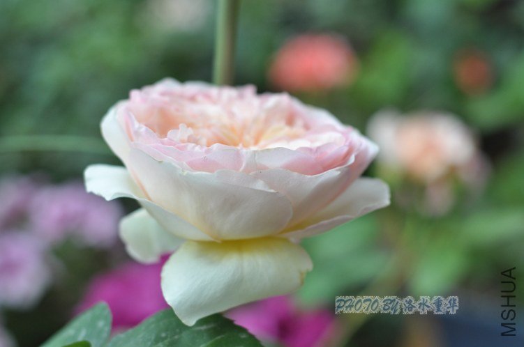 nEO_IMG_DSC_7927.jpg