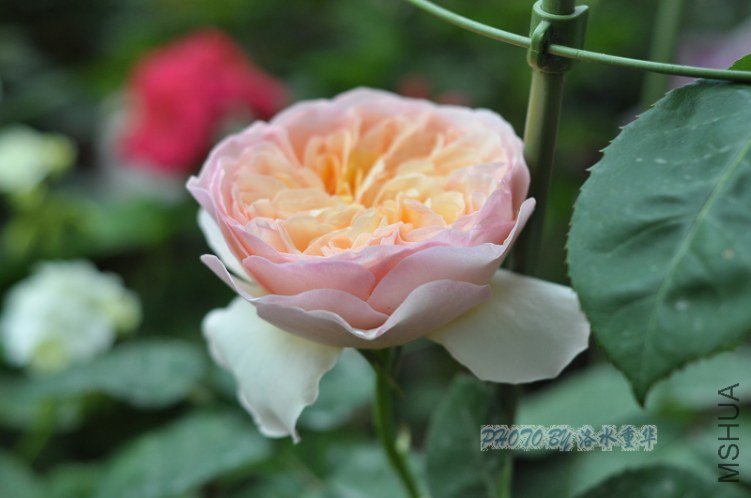 nEO_IMG_DSC_7928.jpg