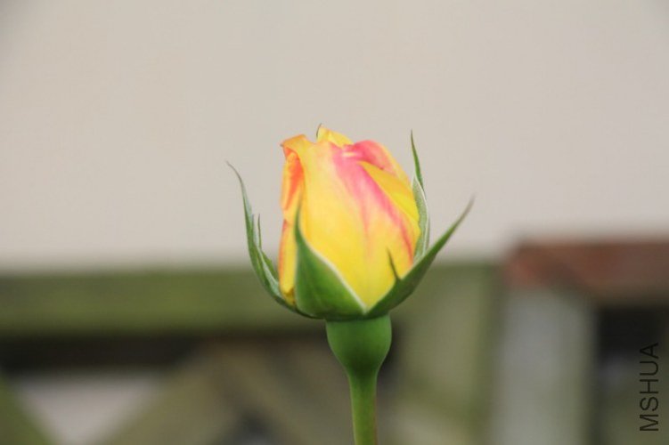 76.jpg