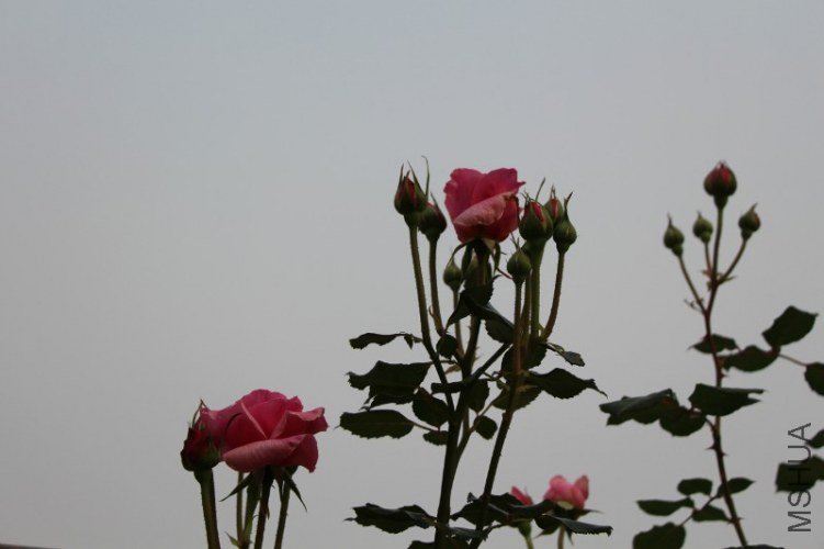 80.jpg