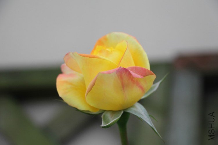 92.jpg