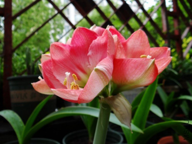 DSC00810_conew1.jpg