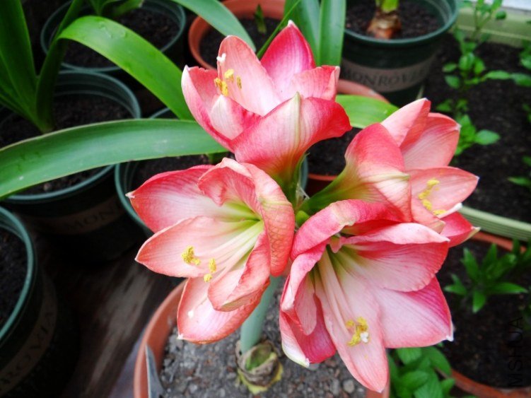 DSC00808_conew1.jpg