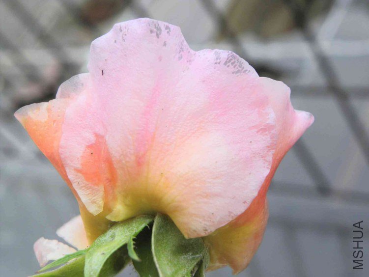 DSCN8963.JPG