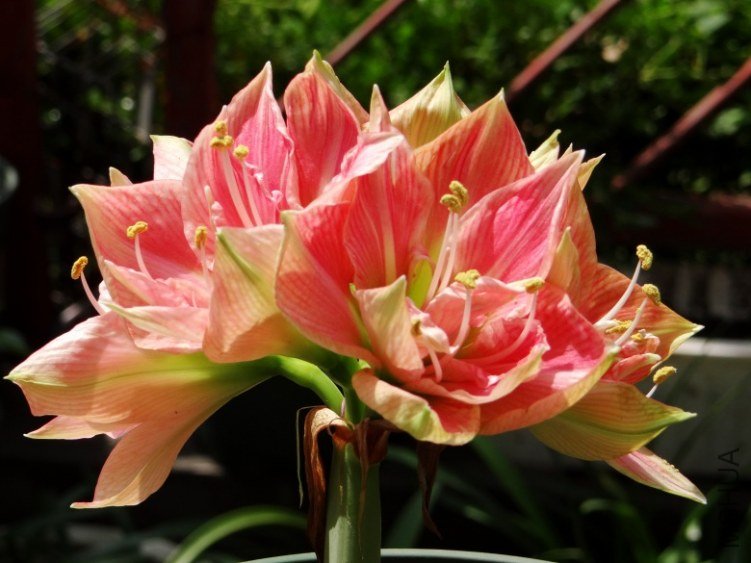 DSC00778_conew1.jpg