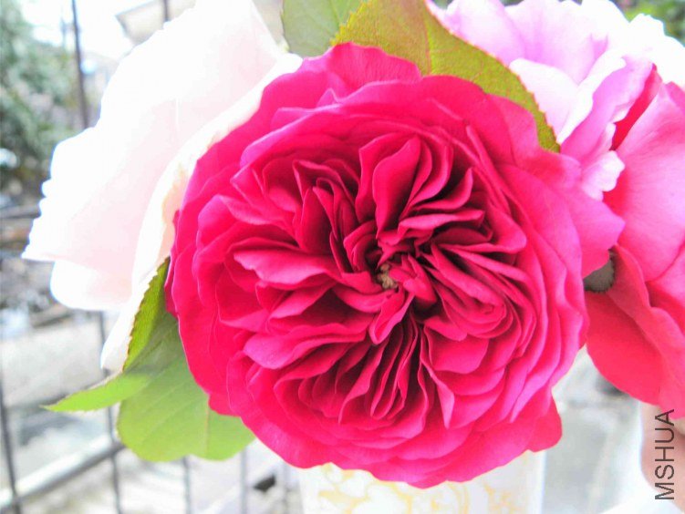 DSCN8967.JPG