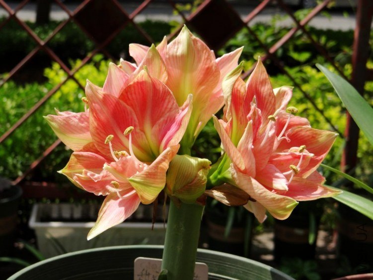 DSC00781_conew1.jpg