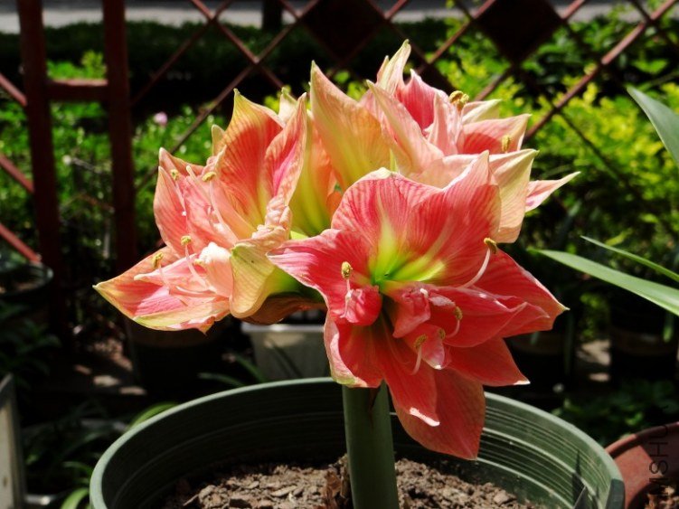 DSC00784_conew1.jpg